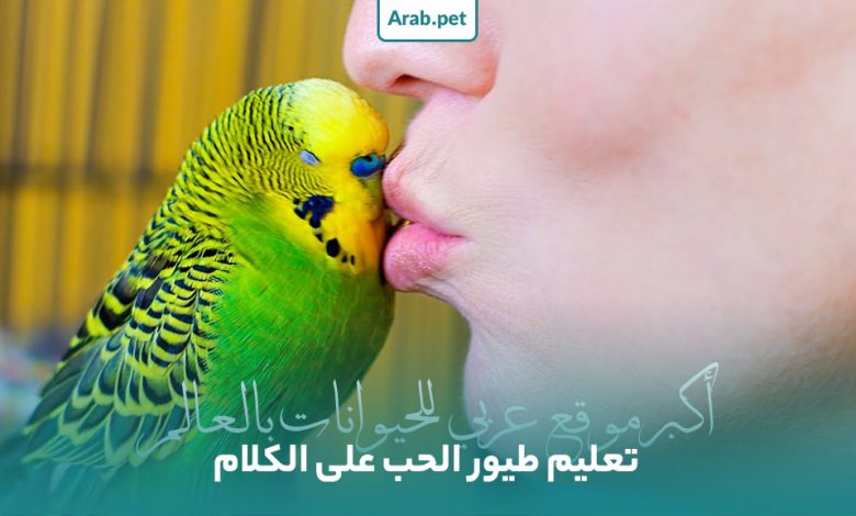 تعليم طيور الحب على الكلام
