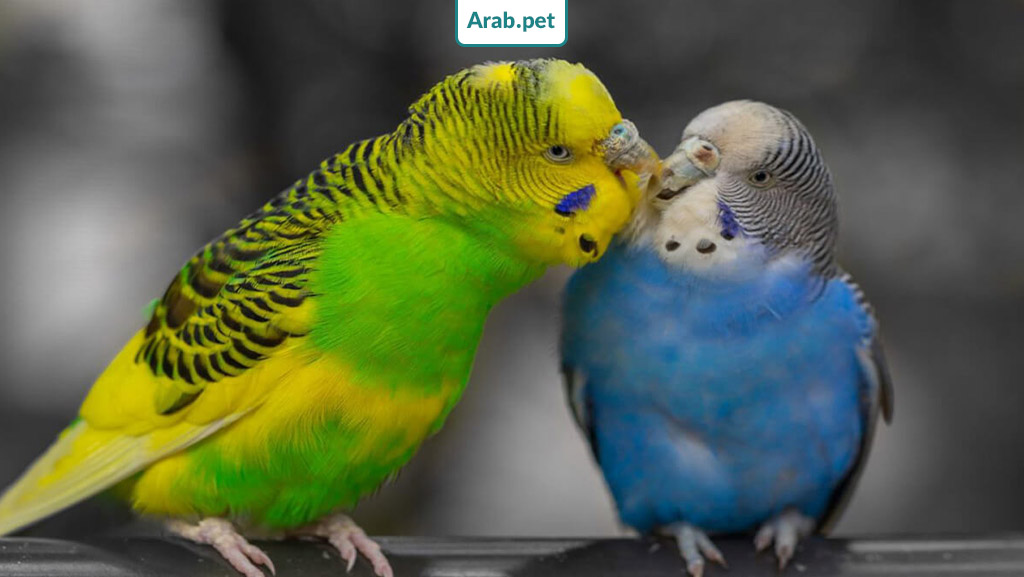 أنواع طيور الحب الخضراء