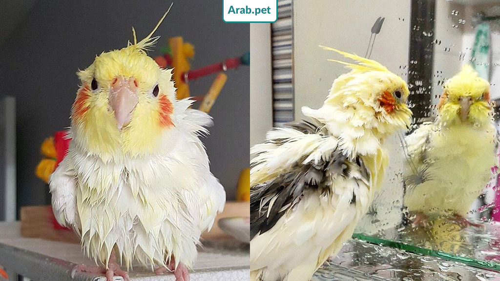 كيفية استحمام طائر الكوكتيل