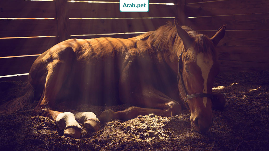ما هي الأمراض التي تصيب الخيول