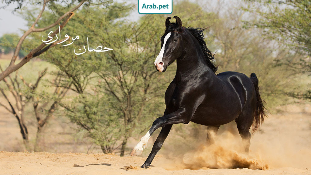 اجمل الخيول العربية الأصيلة في العالم