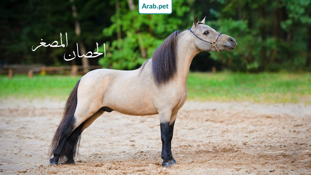 افضل حصان عربي اصيل في العالم