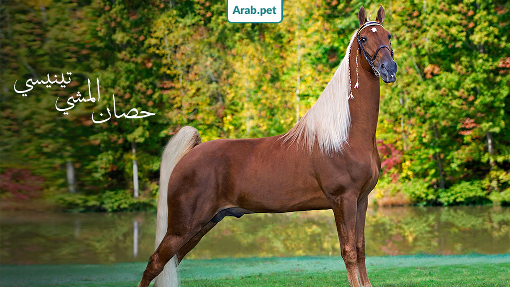 أجمل حصان العربي الأصيل في العالم