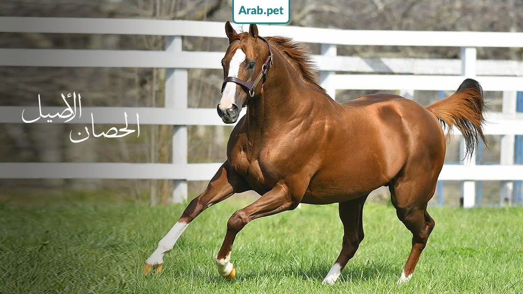 انواع الخيول عربية اصيلة
