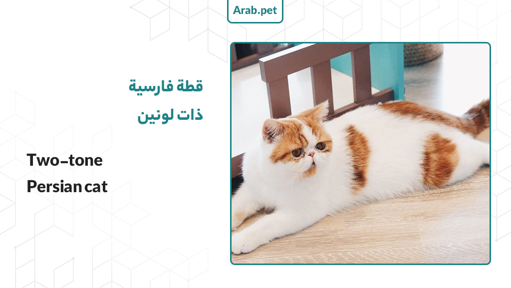 قطة فارسية ذات لونين