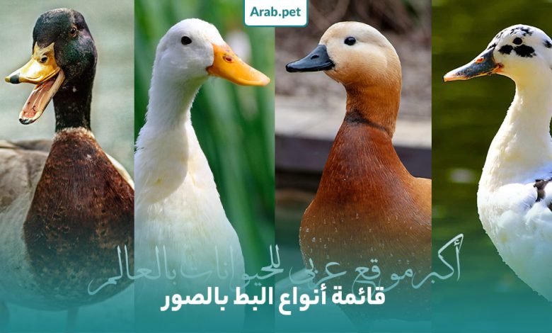 أنواع البط بالصور فى مصر