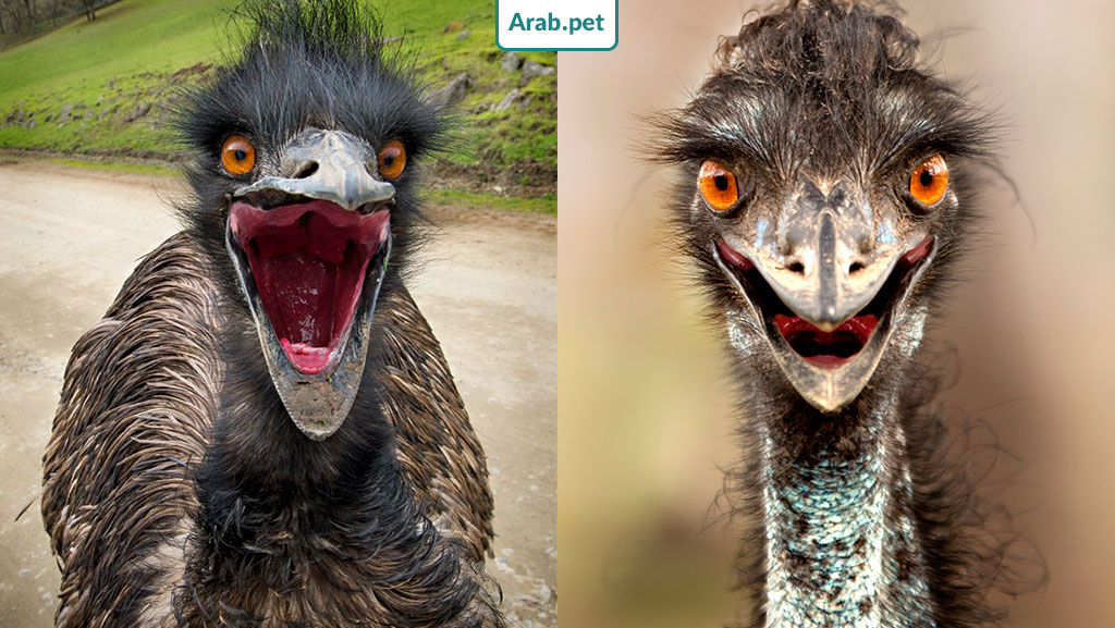 مظهر وسلوك طائر الإيمو الأسترالي بالصور