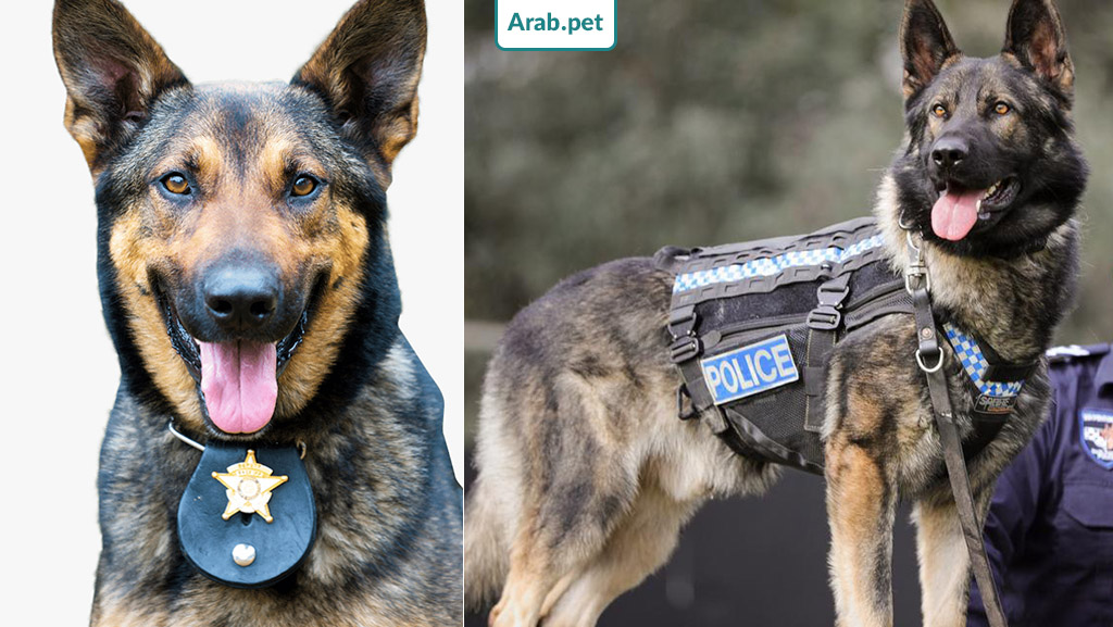 كلب شرطة