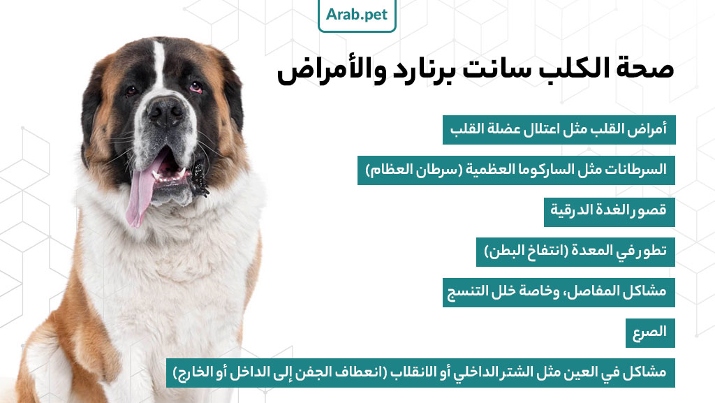 كلب سانت برنارد للبيع في مصر