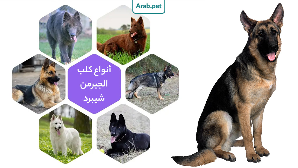أنواع الكلاب الجيرمن شيبرد واسعارها