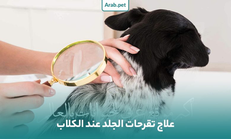 كيفية علاج الجروح الجلدية في الكلاب؟