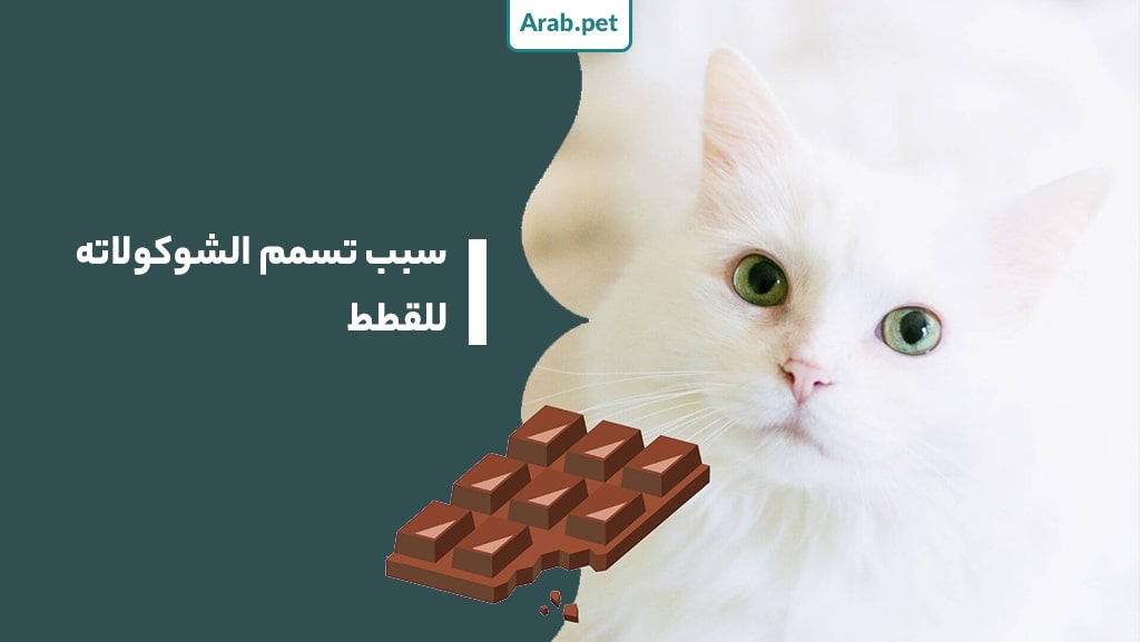 لماذا تتسمم القطط بالشوكولاتة؟