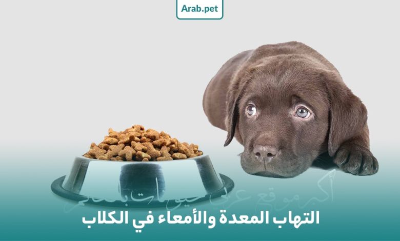 ما هو التهاب المعدة والأمعاء في الكلاب؟