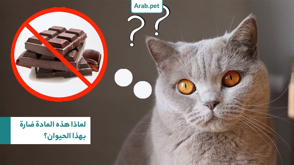 لماذا الشوكولاتة سيئة للقطط؟