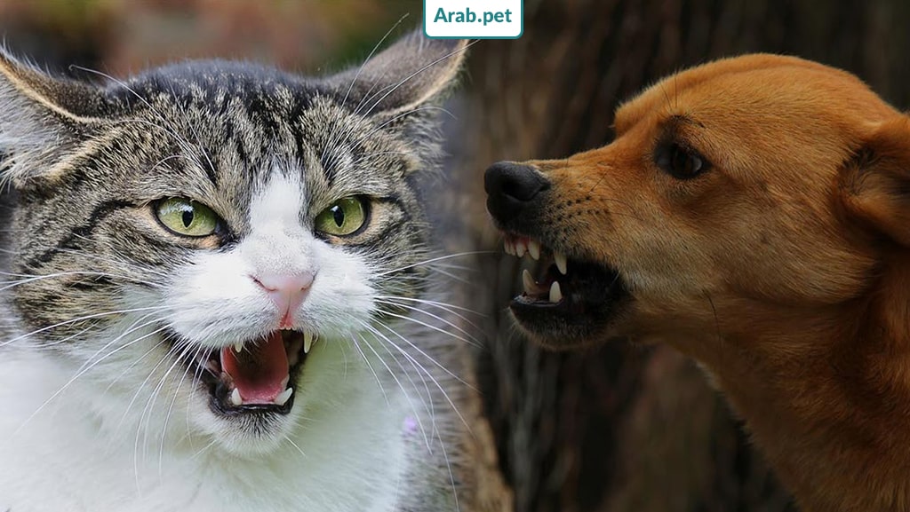 هل تتقاتل القطط والكلاب الغاضبة؟