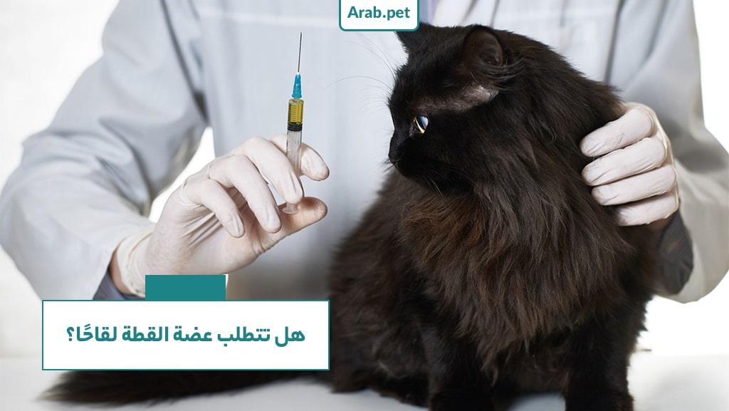 هل يجب حقن التطعيم بعد عضة القطة؟