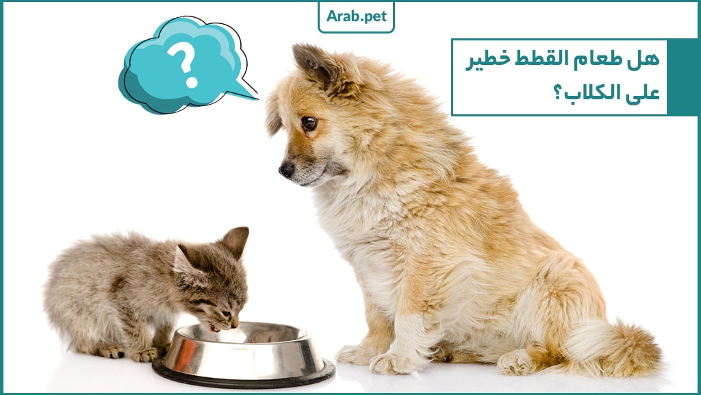 ما هو طعام القطط الذي يشكل خطورة على الكلاب؟