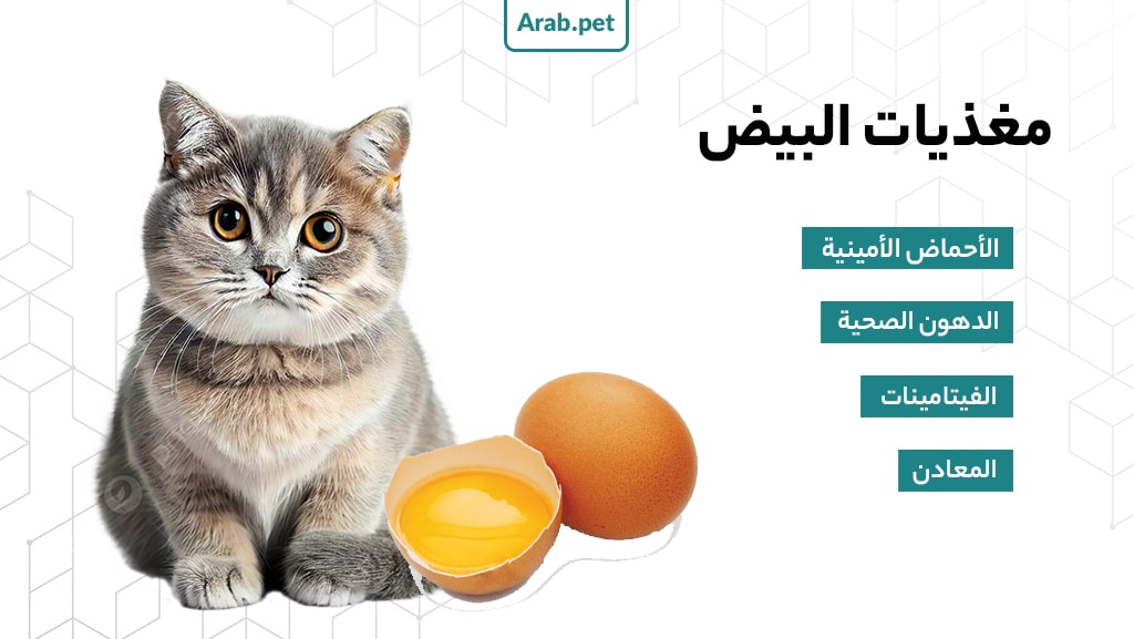هل إطعام البيض مفيد للقطط؟