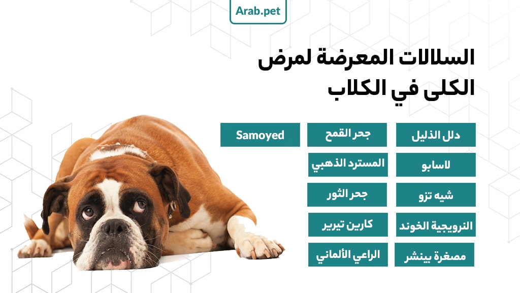 سلالات الكلاب التي تعاني من أمراض الكلى: