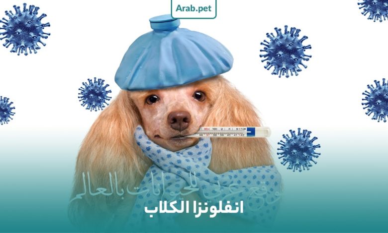 سبب انفلونزا الكلاب