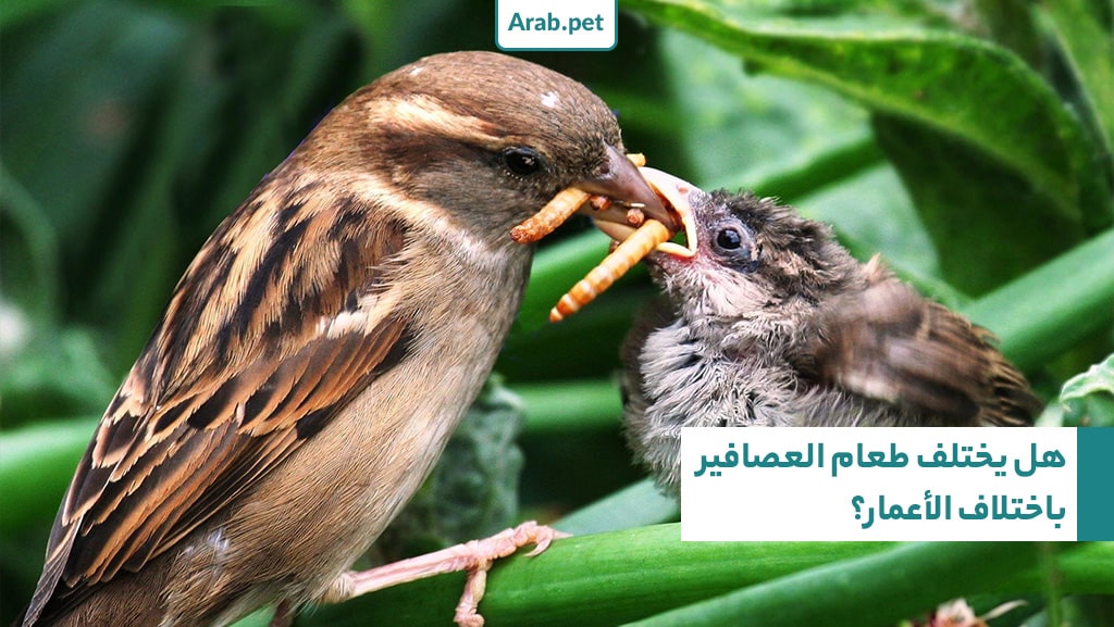 هل يختلف طعام العصافير باختلاف العمر؟