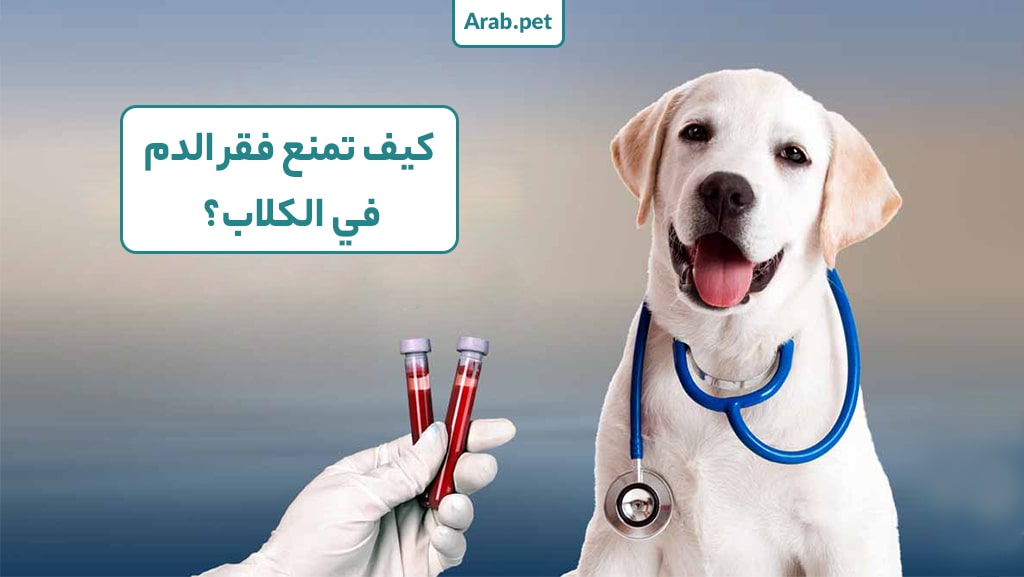 كيفية الوقاية من فقر الدم في الكلاب؟