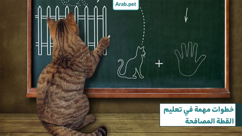 ما هي الخطوات المهمة في تعليم القطة المصافحة؟