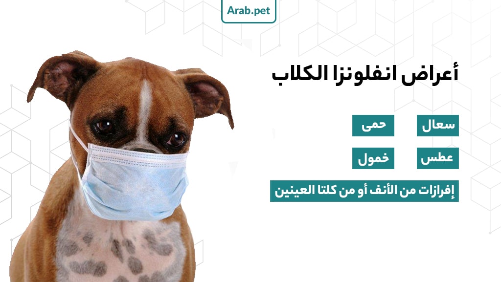ما هي أعراض انفلونزا الكلاب؟