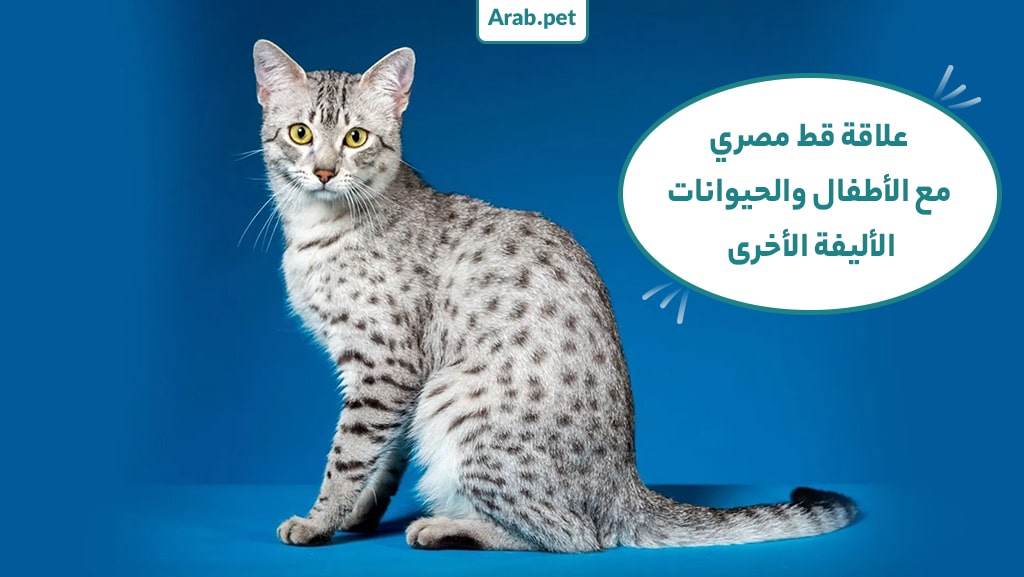 علاقة القط المصري بالأطفال وبالحيوانات الأخرى