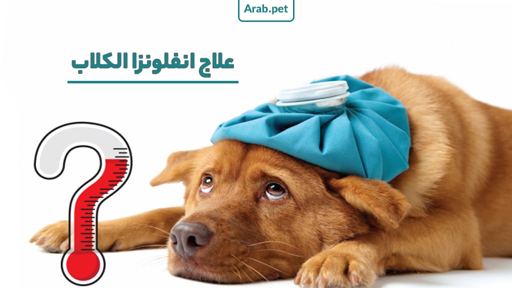 كيف يتم علاج انفلونزا الكلاب؟