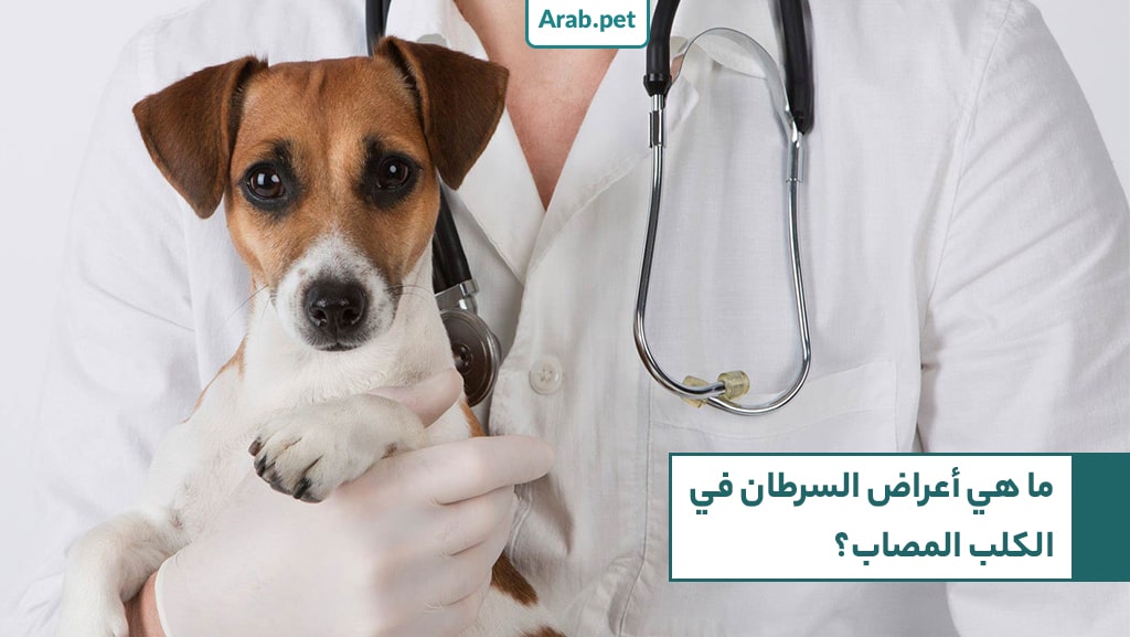 ما هي أعراض السرطان عند الكلب المصاب؟