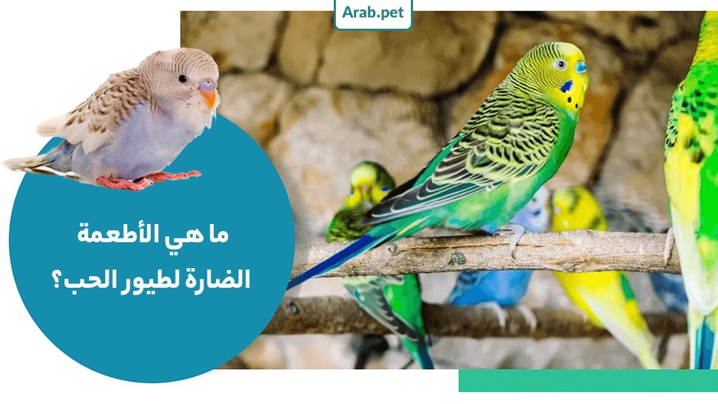 ما هي الأطعمة الخطرة على طيور الحب؟