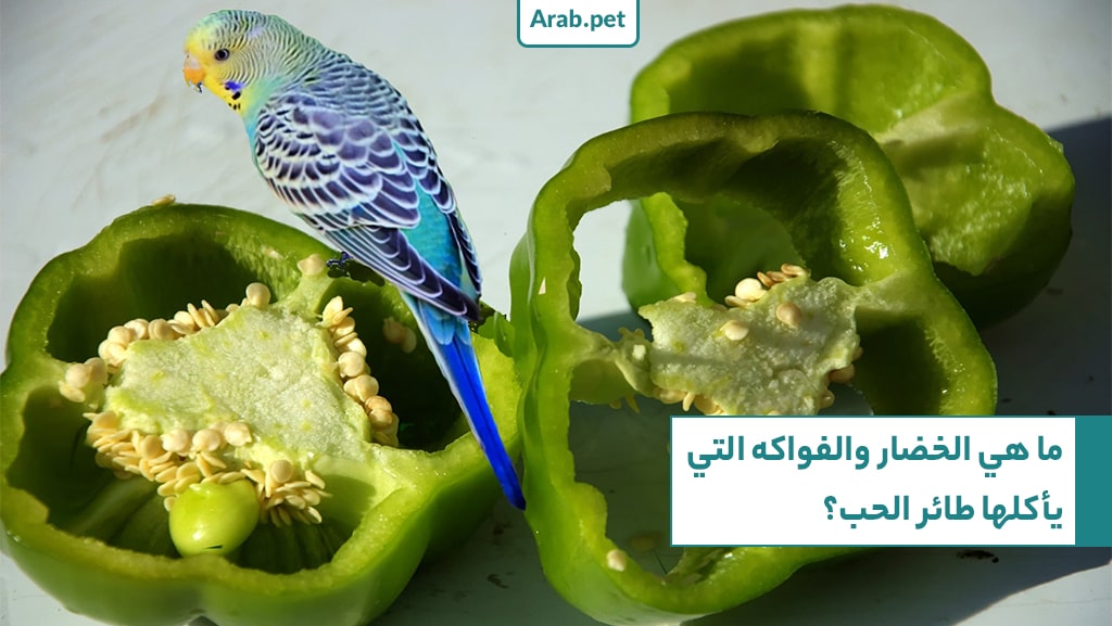 ما هي الخضروات التي يأكلها طائر الحب؟