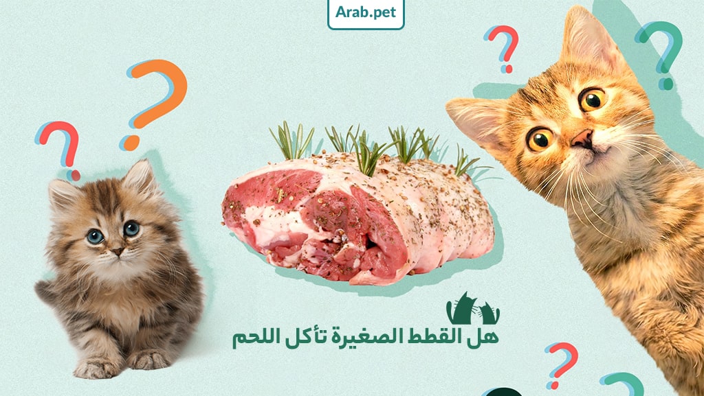 هل القطط تأكل اللحوم أيضا؟