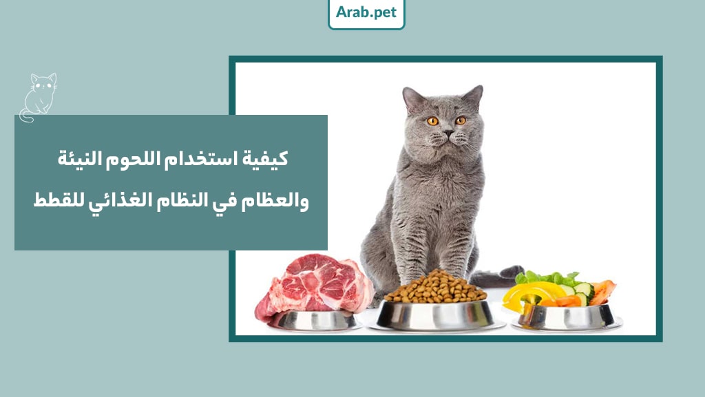 اللحوم النيئة والعظام في النظام الغذائي للقطط