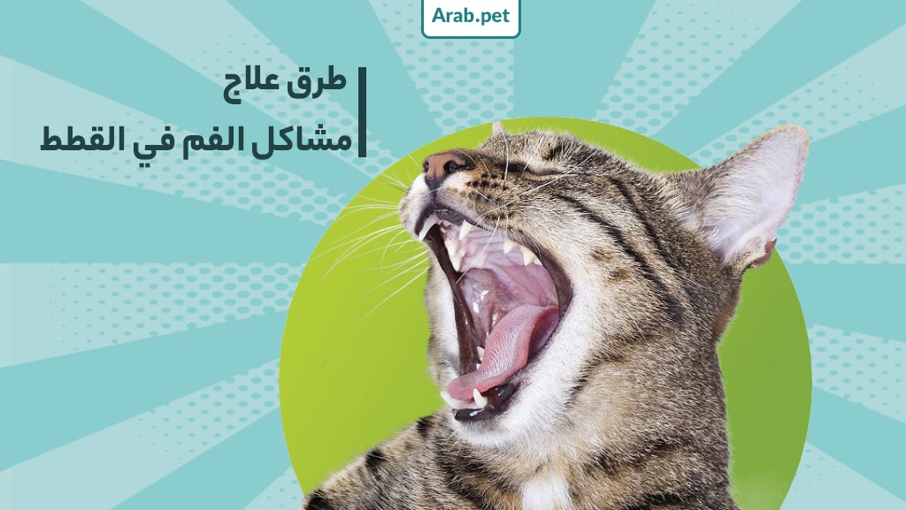 ما هي طرق علاج مشاكل الفم والأسنان عند القطط؟