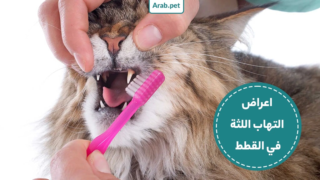 ما هي أعراض التهاب اللثة في القطط؟