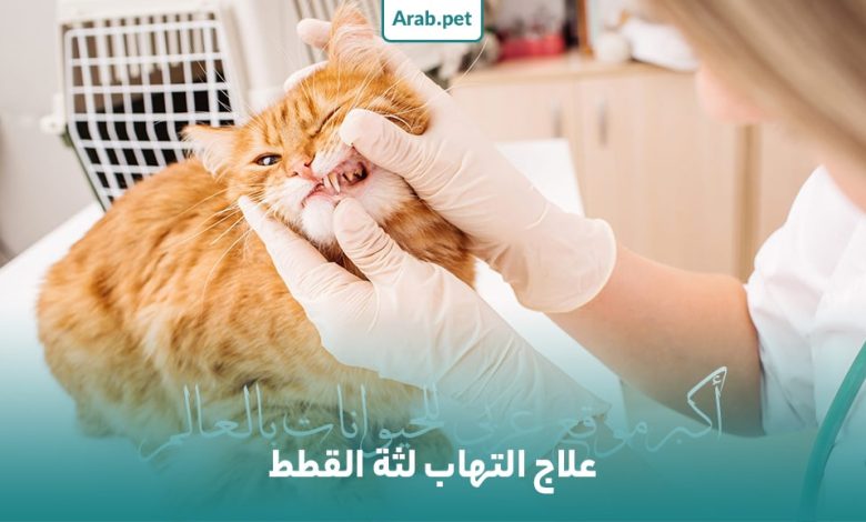 كيف يتم علاج التهاب اللثة في القطط؟