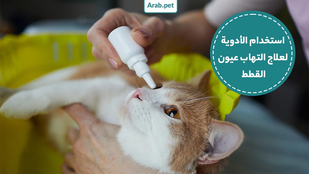 كيفية استخدام الأدوية لعلاج التهاب عين القطة