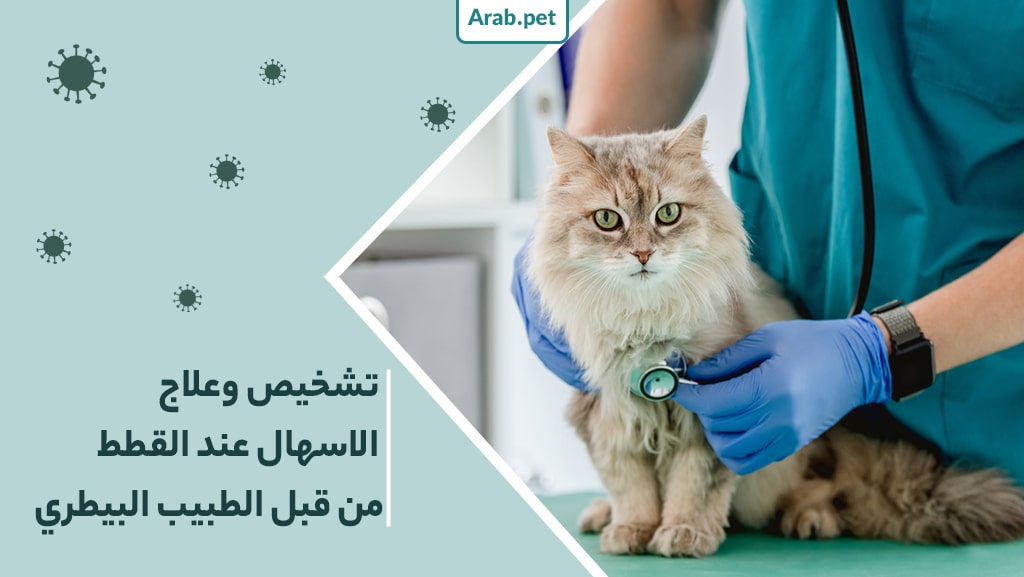 كيفية تشخيص وعلاج الإسهال عند القطط من قبل الطبيب البيطري