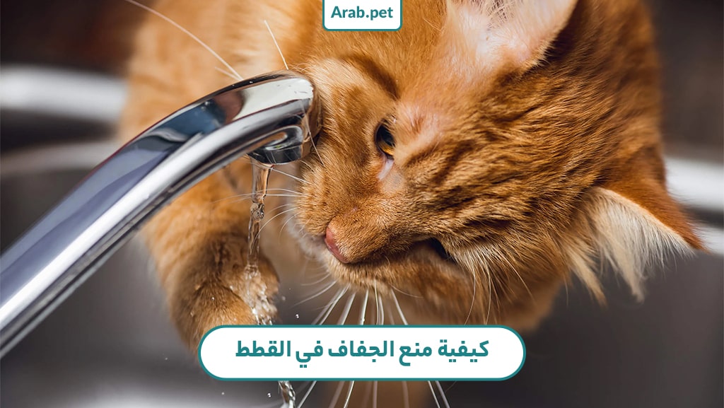 كيفية منع الجفاف في القطط؟
