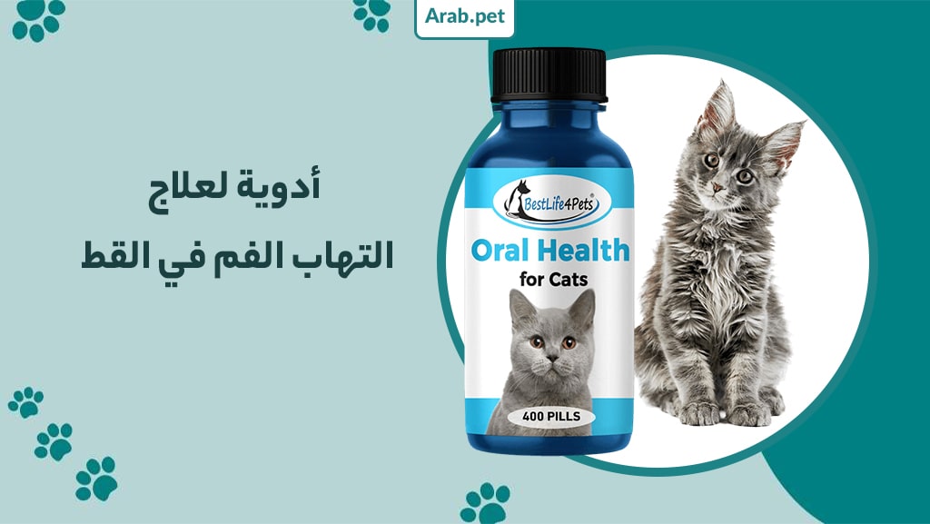 ما هي أدوية علاج التهاب الفم في القطط؟