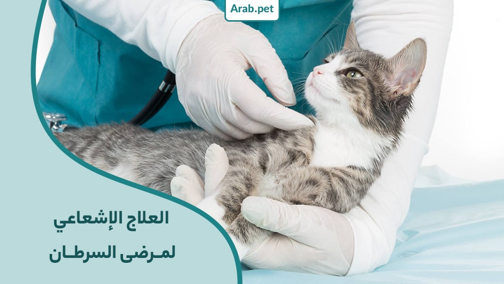 العلاج الإشعاعي لمرضى سرطان القطط