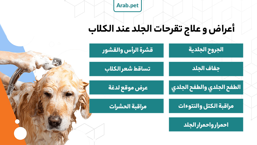 ما هي أعراض وعلاج تقرحات الجلد في الكلاب؟