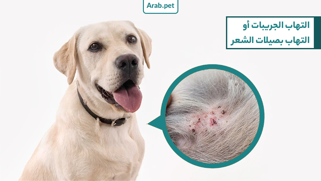 ما هو علاج تقرحات الجلد في الكلاب؟