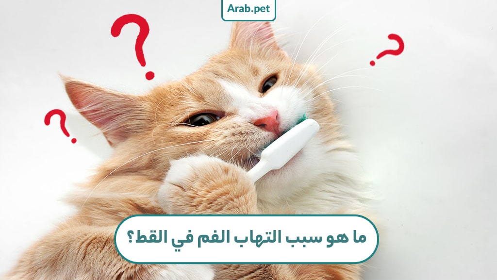 ماذا يمكن أن يكون سبب التهاب الفم في القطط؟