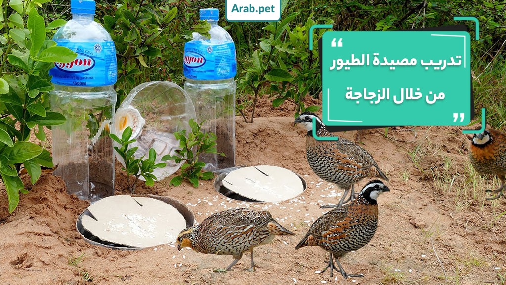 كيف يتم التدريب على اصطياد الطيور من خلال الزجاجة؟
