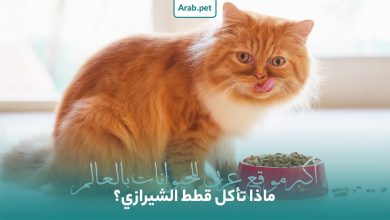 ماذا تأكل قطط الشيرازي فارسي