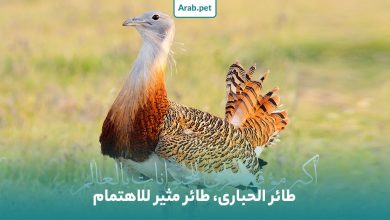 معلومات عن طائر الحبارى في الإمارات