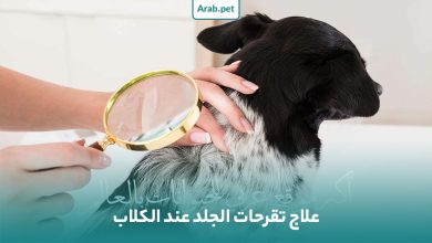 كيفية علاج الجروح الجلدية في الكلاب؟